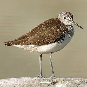 Green Sandpiper